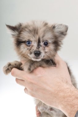 Pomeranian spitz
