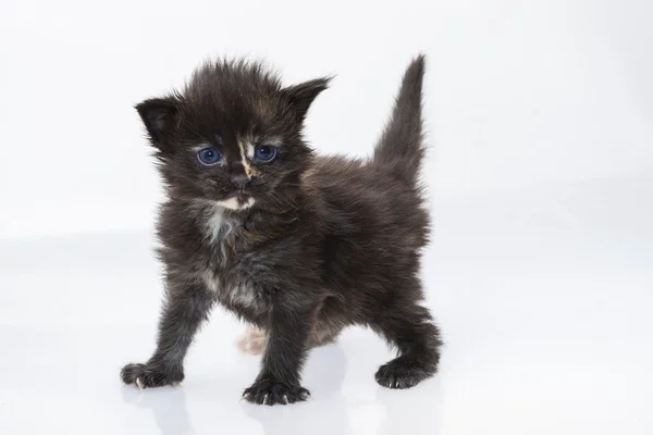 Maine Coon Cat — Stock Photo, Image