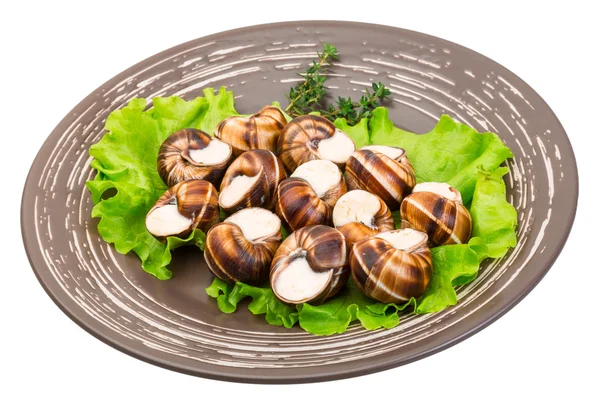 Escargot — Stockfoto