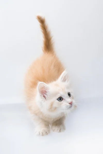 Maine Coon gato — Foto de Stock