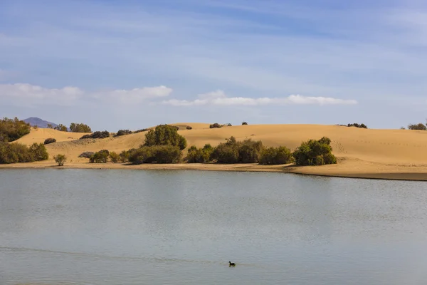 Oasis en Maspalomas Dunas — Foto de Stock