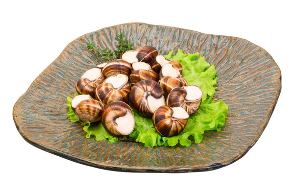 Escargot — Stock Photo, Image