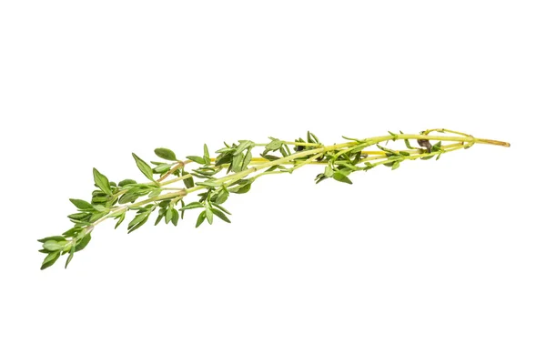 Thyme — Stock Photo, Image