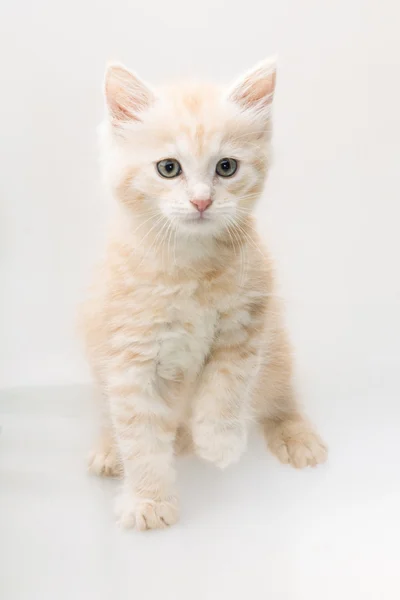 Maine Coon Cat — Stock Photo, Image