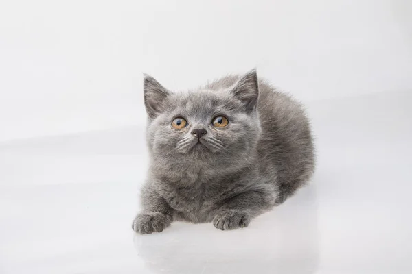 Schottische Faltenkatze — Stockfoto