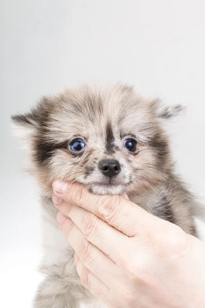 Pommeren spitz — Stockfoto