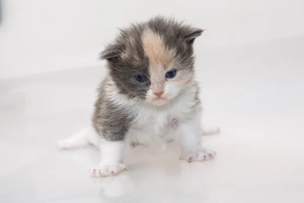 Maine Coon gato —  Fotos de Stock