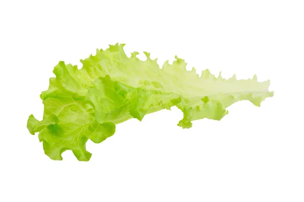 Salad leaves — Stock Photo, Image