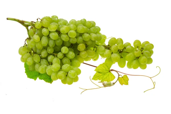 绿色明亮葡萄 — 图库照片