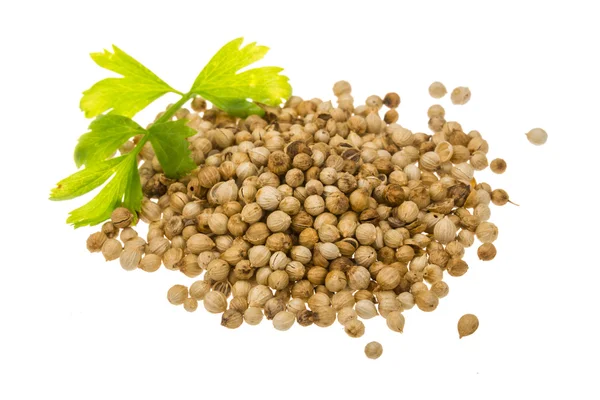 Coriandr seeds — Stock Photo, Image