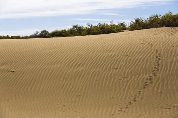 Maspalomas Duna - Пустыня на Канарском острове Гран-Канария — стоковое фото