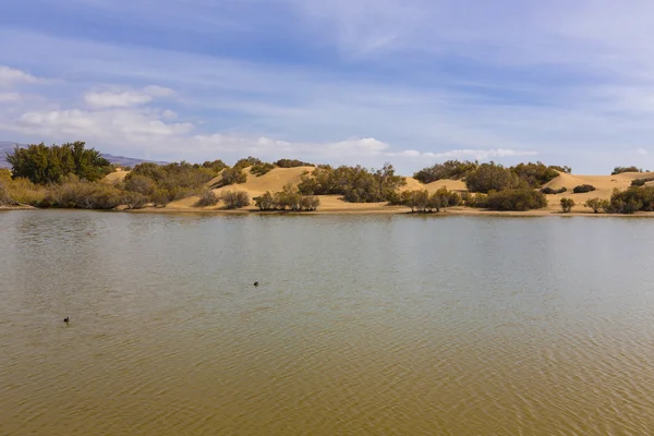 Oase i Maspalomas Dunas - Stock-foto