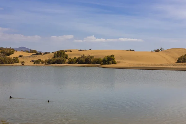 Oasi a Maspalomas Dunas — Foto Stock