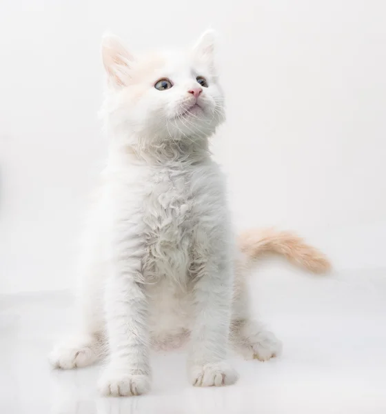 Maine Coon Cat — Stock Photo, Image