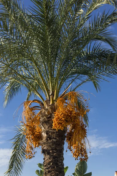 Фінікової пальми — стокове фото