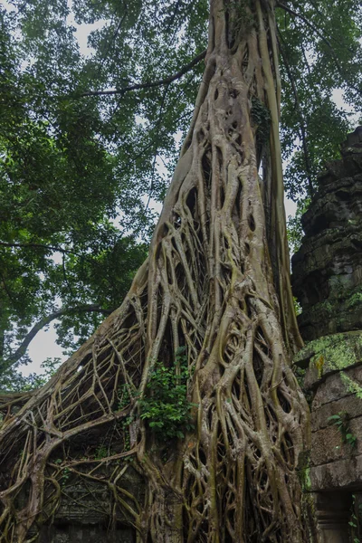 Komplex angkor wat — Stock fotografie