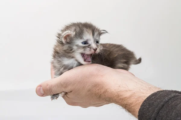 Maine Coon Cat — Stock Photo, Image