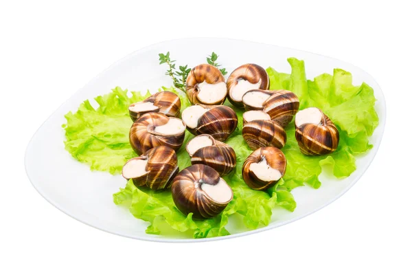 Escargot — Stock Photo, Image