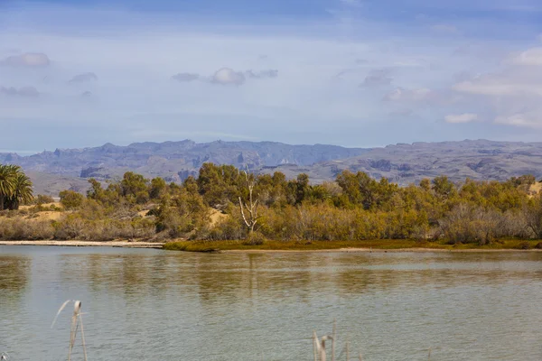 Oasis en Maspalomas Dunas — Foto de Stock