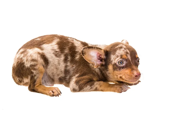 Spielzeug-Terrier — Stockfoto