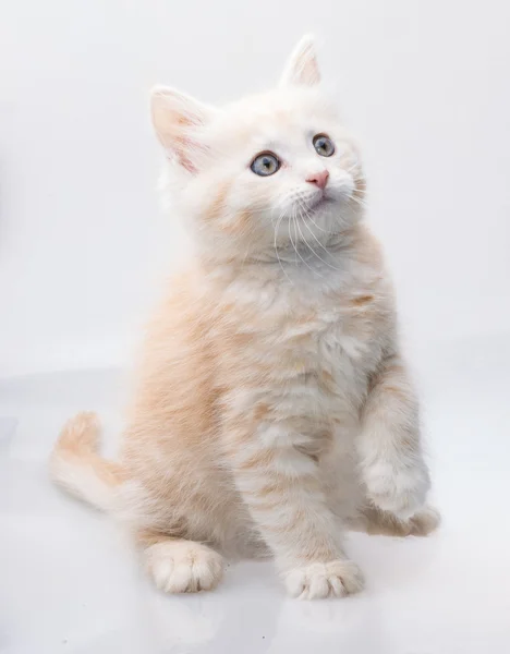 Maine Coon Cat — Stock Photo, Image