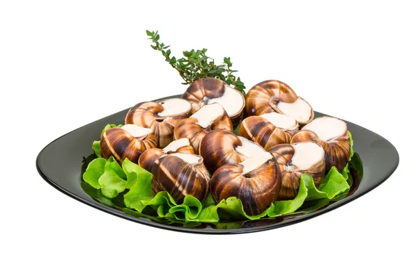 Schnecke — Stockfoto