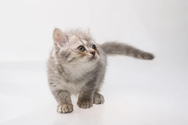 Schottische Faltenkatze — Stockfoto