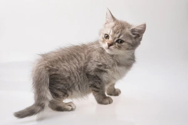 Schottische Faltenkatze — Stockfoto