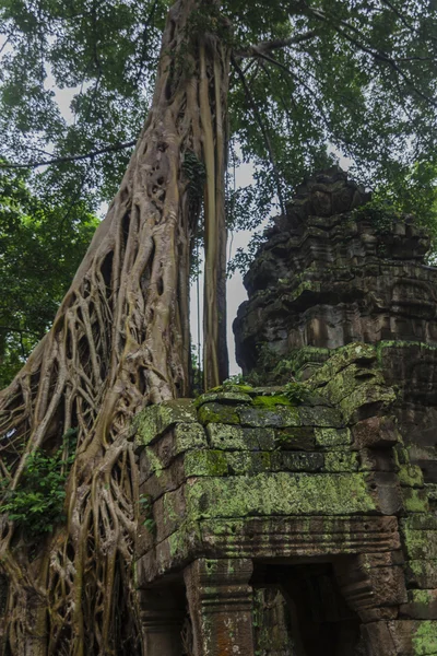 Komplex angkor wat — Stock fotografie