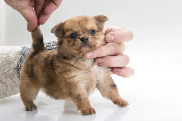 Chihuahua pup — Stockfoto