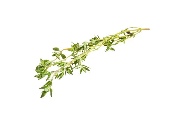 Thyme — Stock Photo, Image