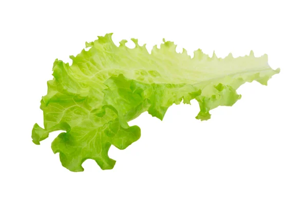 Salad leaves — Stock Photo, Image