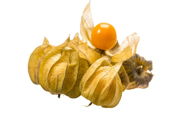 Physalis. —  Fotos de Stock