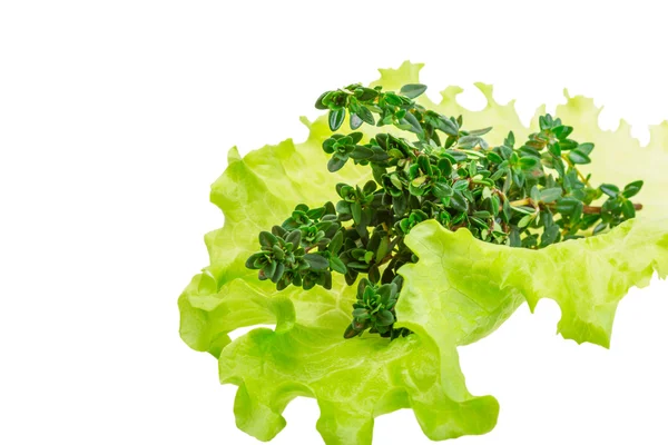 Salad leaves with thyme — Stock Photo, Image