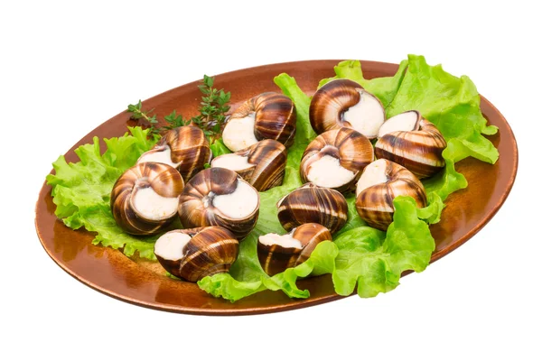 Escargot — Stock Photo, Image