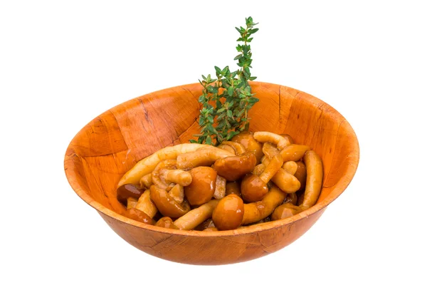 Armillaria — Foto de Stock