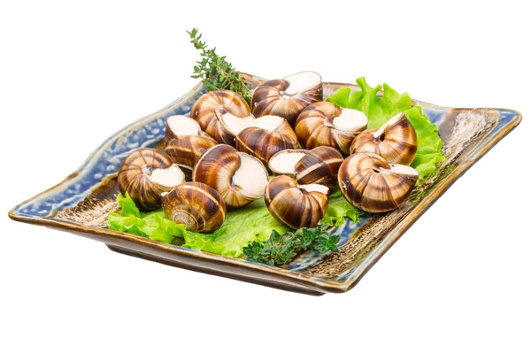 Escargot — Stock Photo, Image