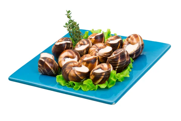 Escargot. — Foto de Stock