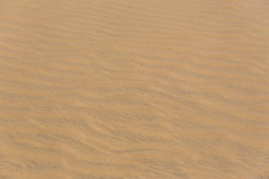 Maspalomas Duna - Kanarya adası Büyük Kanarya Çölü