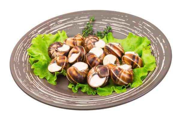 Escargot — Foto Stock