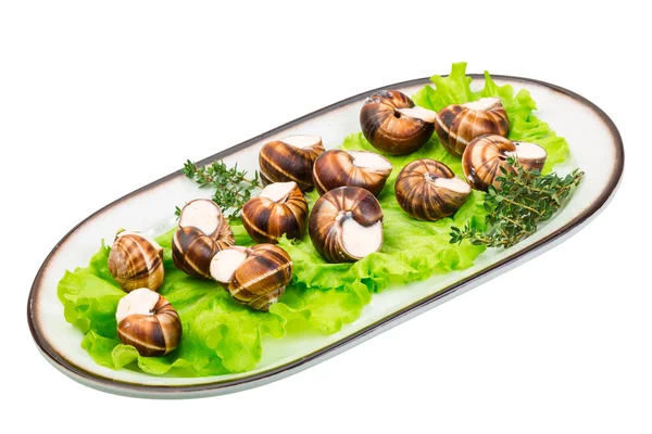 Escargot. — Fotografia de Stock