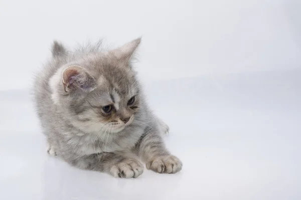 Schottische Faltenkatze — Stockfoto