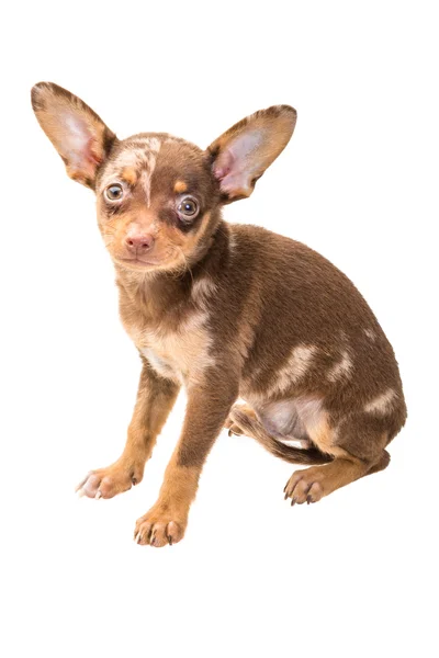 Toy terrier — Stock Photo, Image