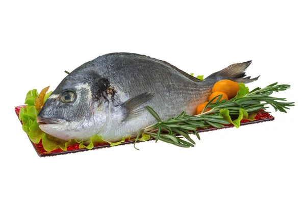 Raw dorado — Stock Photo, Image