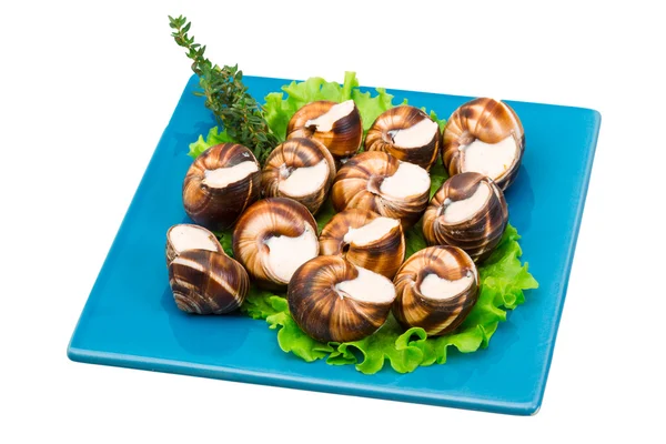 Escargot — Stock Photo, Image