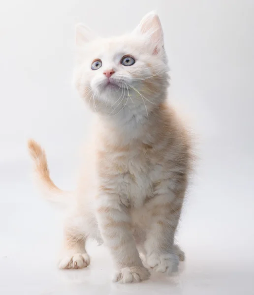 Maine Coon Cat — Stock Photo, Image