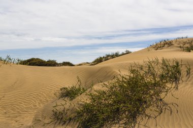 Maspalomas Duna - Kanarya adası Büyük Kanarya Çölü