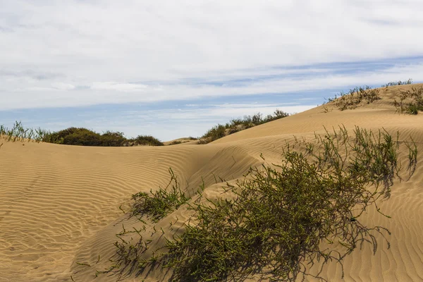 Maspalomas Duna - Deserto na ilha Canária Gran Canaria — Fotografia de Stock