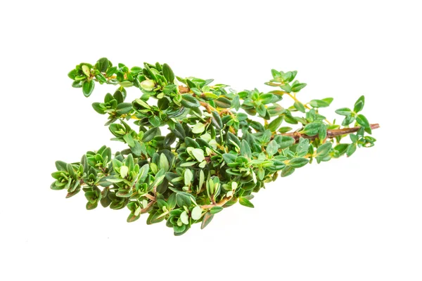 Thyme — Stock Photo, Image