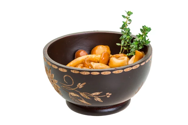Armillaria — Stock Image Armillaria Stock Photo
